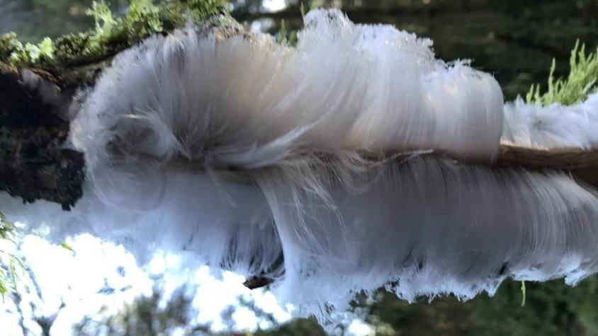 El extraño "pelo de hielo" que se forma en los bosques de Irlanda del Norte