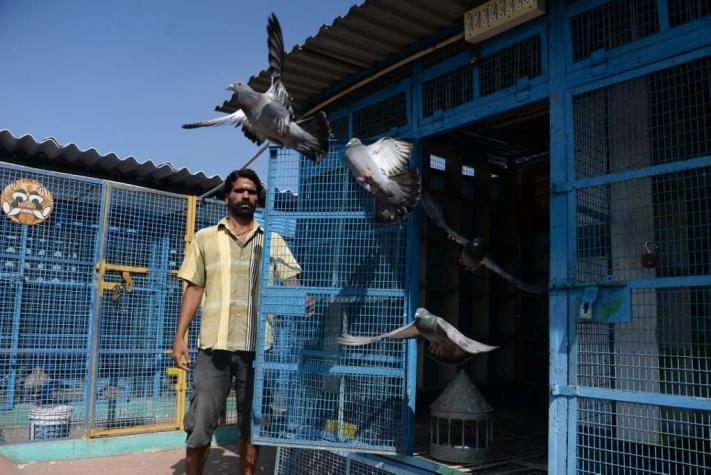 Temor a la gripe aviar: decenas de miles de aves son sacrificadas en corral de India