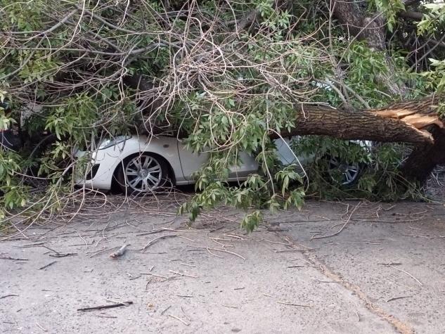 Enorme árbol cae y daña al menos tres vehículos en la comuna de Providencia