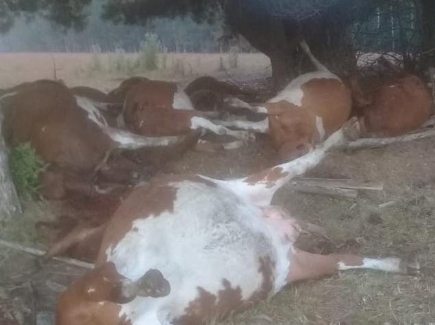 Encapuchados armados roban en fundo de Tirúa y matan 30 animales a balazos