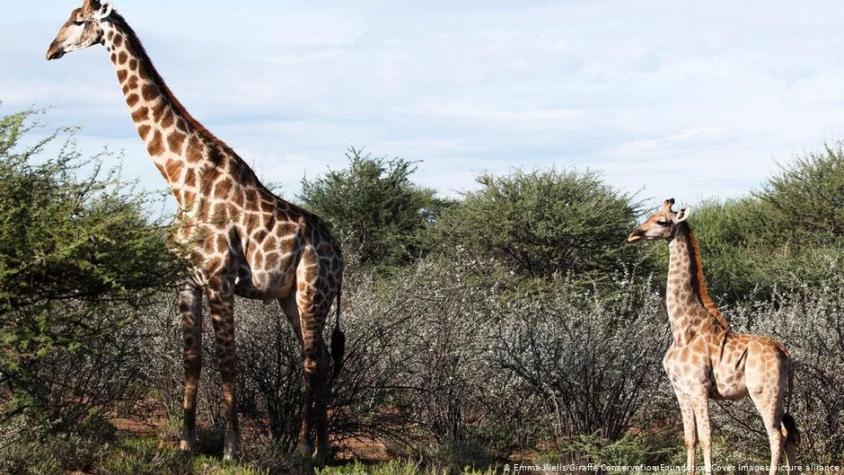 Científicos investigan una extraña enfermedad que provoca enanismo en jirafas