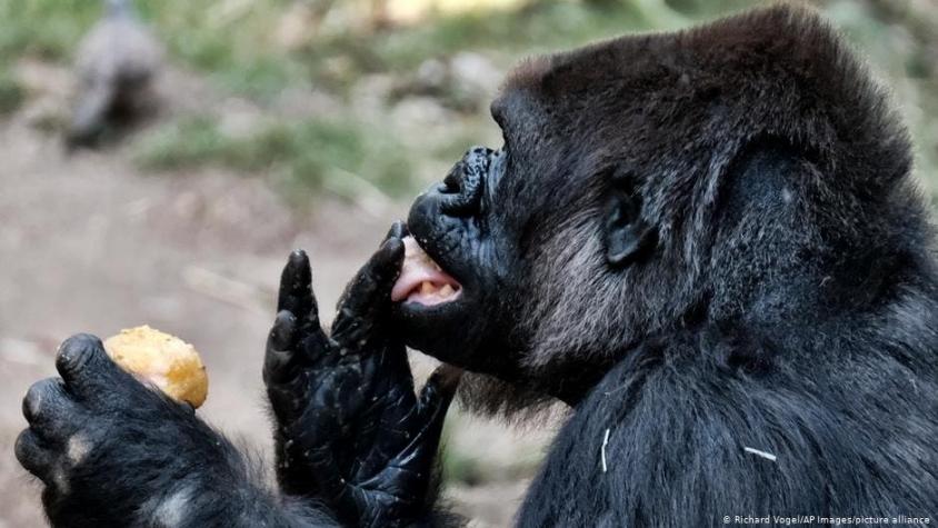Gorilas de zoológico de EE.UU se contagian de coronavirus
