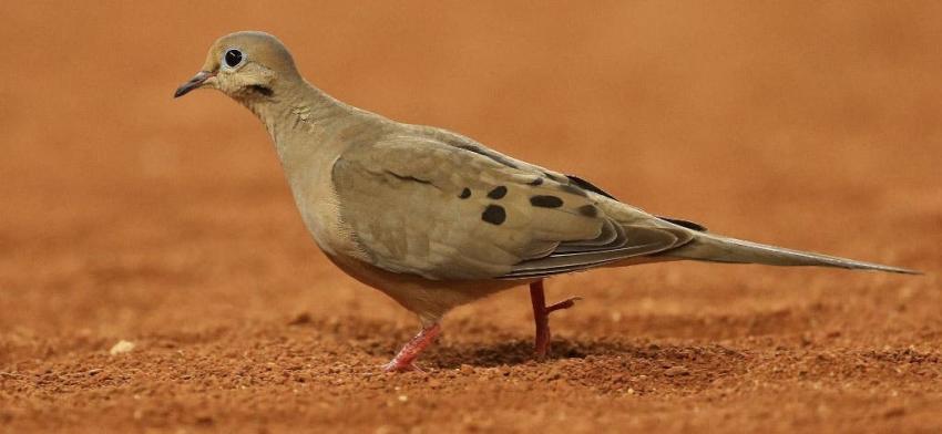 Insólito: Una paloma estadounidense rompe las reglas de cuarentena en Australia