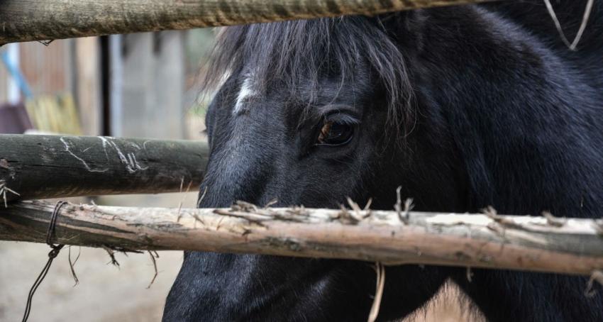 Adulto mayor muere tras recibir la patada de un caballo en la comuna de Paillaco