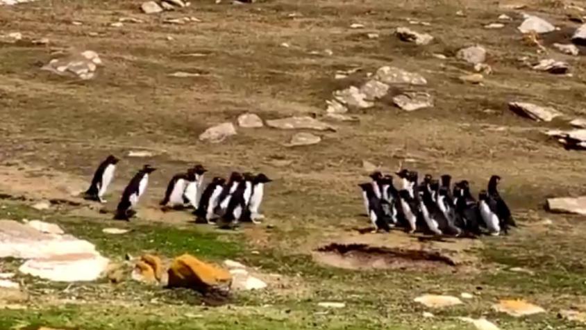 [VIDEO] El curioso registro de dos grupos de pingüinos que "intercambia información"