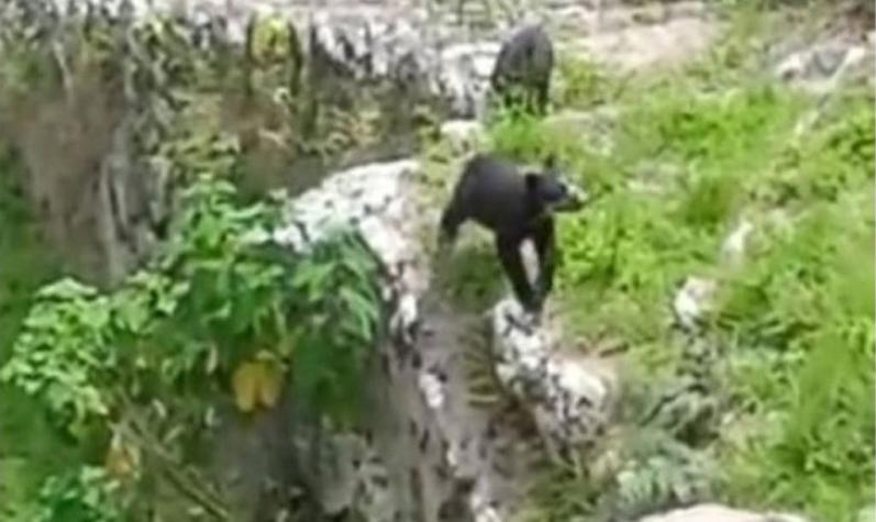 [VIDEO] A falta de turistas: Captan a dos osos paseando por Machu Picchu