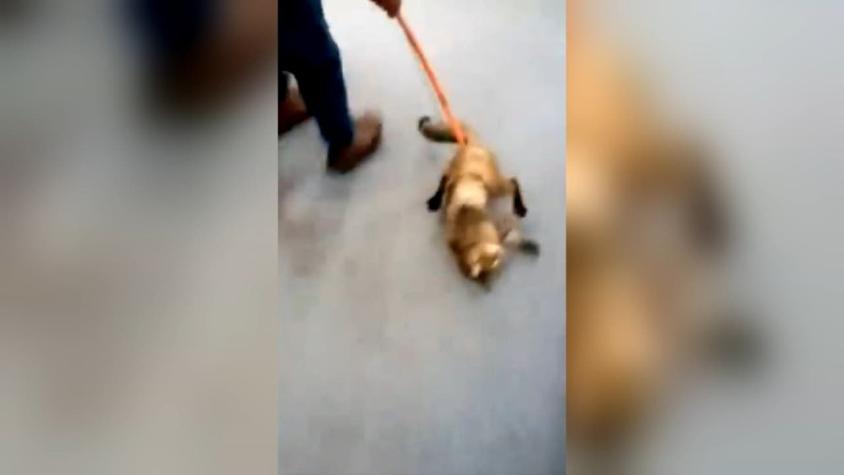 Denuncian maltrato animal contra un gato que ingresó a una sucursal del banco Itaú