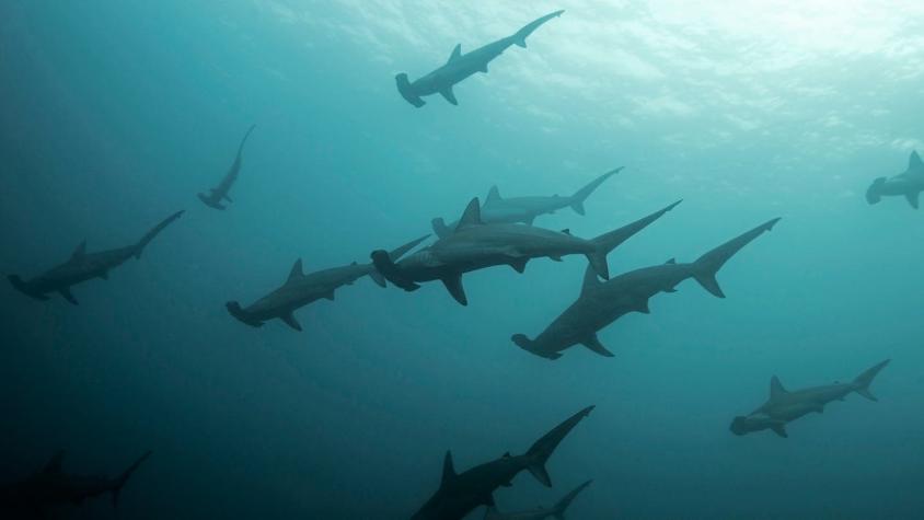 [VIDEO] Mujer vive angustiantes momentos tras quedar atrapada bajo decenas de tiburones martillo