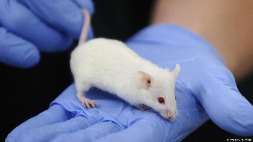 Científicos logran que los ratones paralíticos puedan volver a caminar