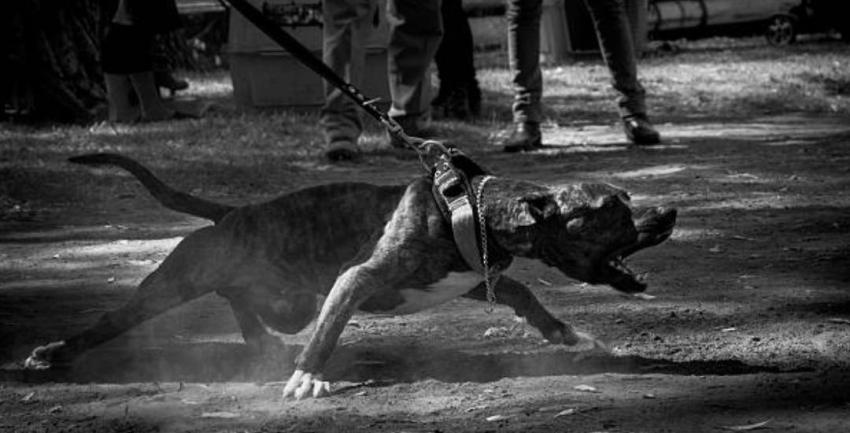 8 personas resultan heridas tras ataque de un perro pitbull en Argentina: policía debió dispararle