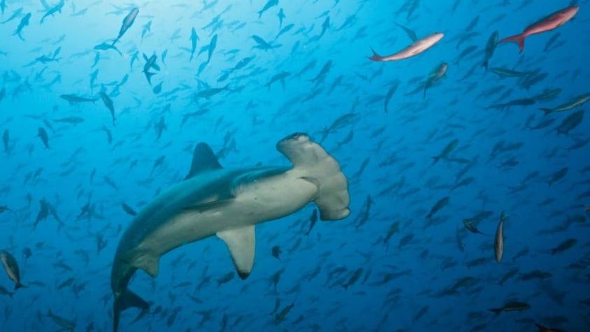 La dramática desaparición de tiburones y rayas que los pone en camino de la extinción