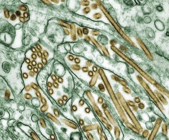 ¿Cómo es posible que la gripe haya casi desaparecido pero el coronavirus siga extendiéndose?