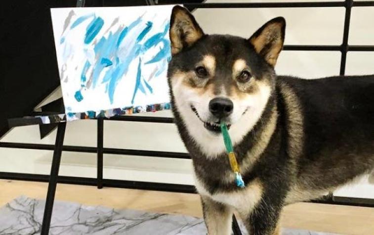 El perro artista que logró recaudar millones de pesos gracias a sus pinturas
