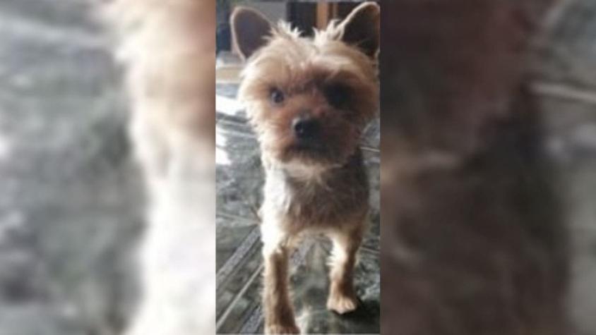 Otro perrito secuestrado: Buscan a "Jack" luego de portonazo realizado en San Joaquín