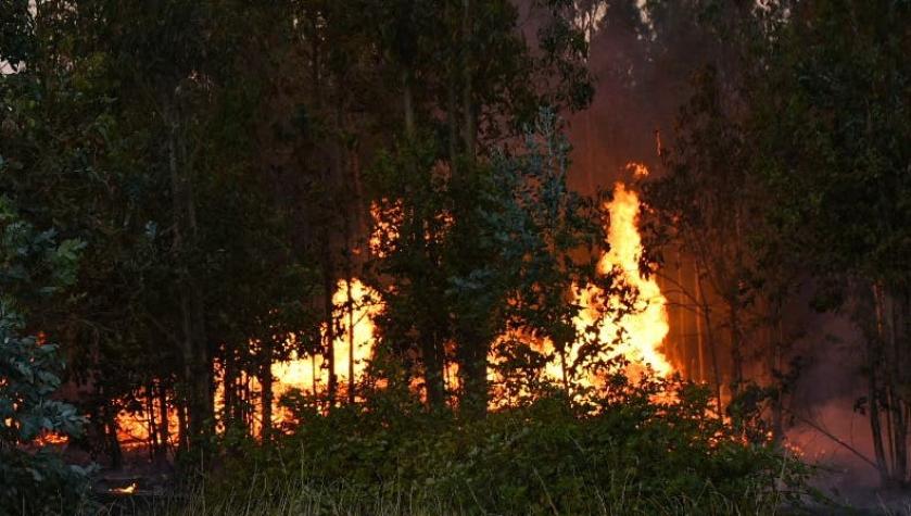 Onemi decreta alerta roja para Lumaco y Galvarino por incendios forestales