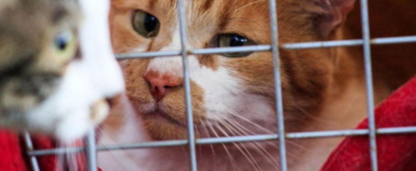Master Cat retira lotes de alimentos vinculados a eventuales problemas de salud en gatos