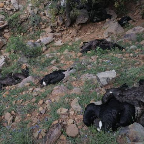Investigan en Bolivia sacrificio de 35 cóndores presuntamente envenenados