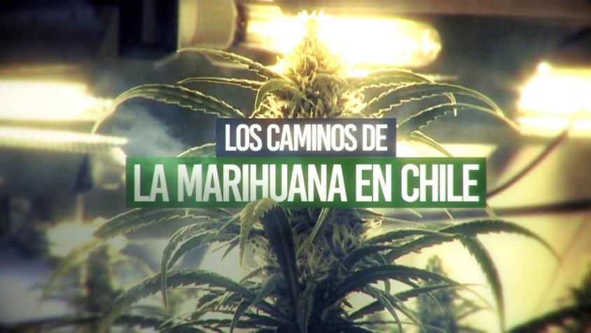 [VIDEO] Reportajes T13: La ruta de la marihuana en suelo chileno