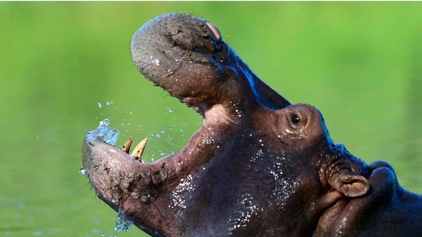 Por qué científicos en Colombia creen que los hipopótamos de Pablo Escobar son una "bomba de tiempo"