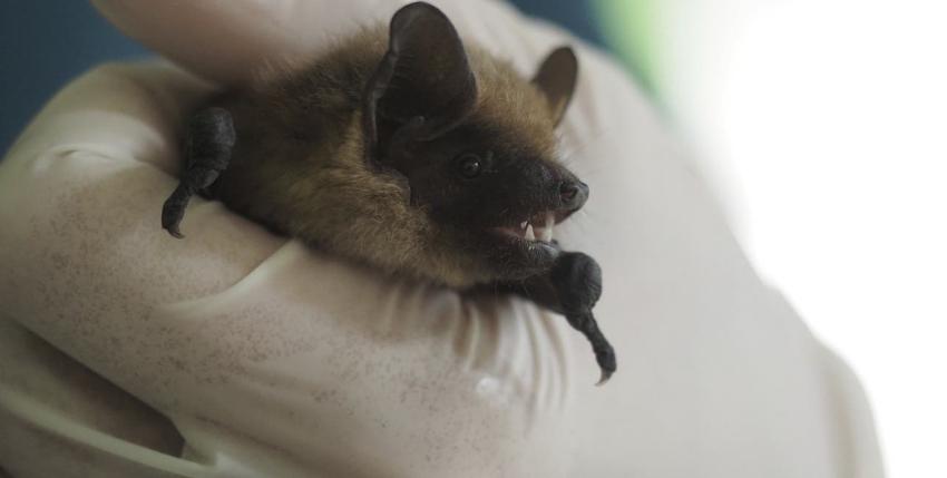 ISP confirmó dos casos de murciélagos con rabia en La Serena