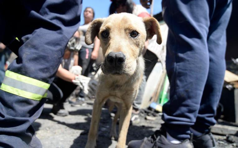Encabezados por el popular "quiltro": Las razas de perros más inscritas por los chilenos
