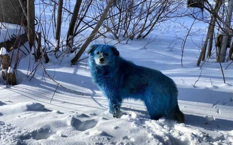 [FOTOS] Perros color azul brillante sorprenden a los residentes de una ciudad rusa