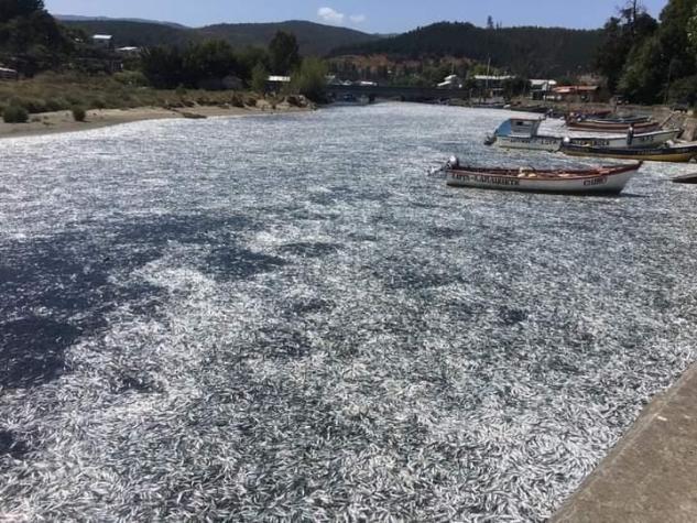 Investigan varazón de miles de sardinas en la región del Biobío