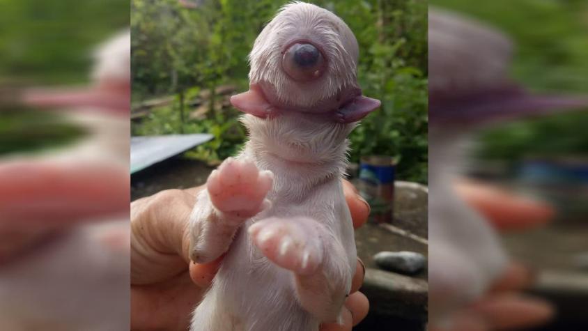 "Cíclope": El extraño caso del perro que nació con solo un ojo y dos lenguas en Filipinas