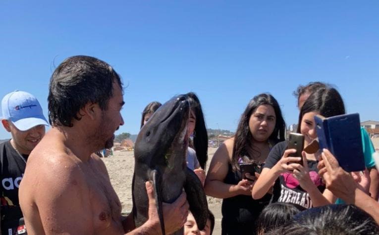 Cría de marsopa muere tras varar en El Tabo: Bañistas se sacaron selfies con ella y no la ayudaron