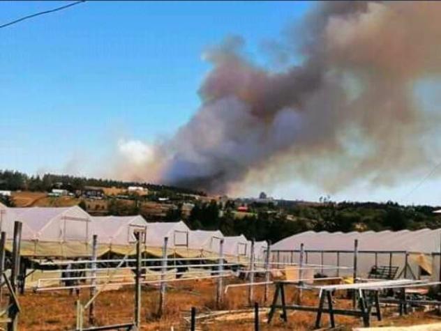 Onemi declara alerta roja en Cholchol por incendios forestales