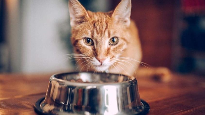 Colegio Médico Veterinario solicita ampliar investigación de daños por alimentos para gatos