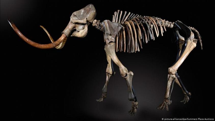 Recuperan el ADN más antiguo del mundo en los restos de mamuts hallados en Siberia