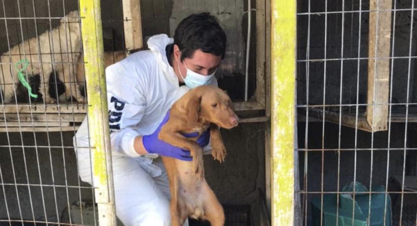 PDI incauta 34 perros mestizos en Puente Alto: Animales vivían hacinados en el patio de una casa