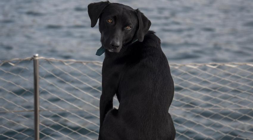 cuando llegaron los labrador retrievers a america