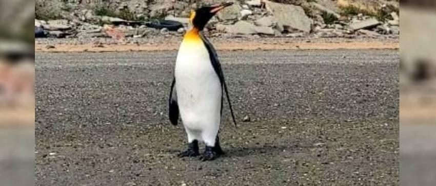 Iba camino al estadio: Sernapesca rescata a pingüino en calles de Magallanes