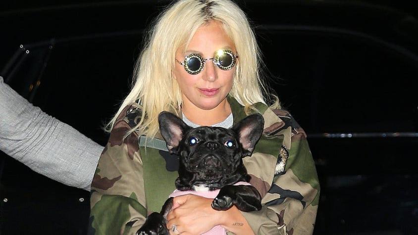 Lady Gaga: el violento robo de 2 perros de la cantante (y por qué no es un hecho aislado)