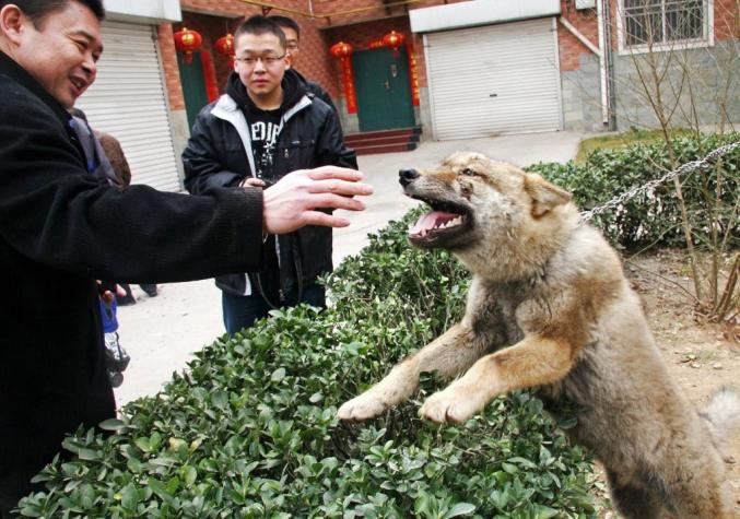Gobierno chino multará y encarcelará a quienes maten lobos