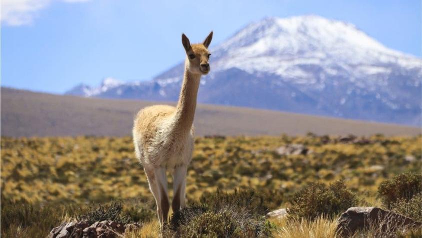El superfertilizante natural que permitió a civilización preincaica prosperar en desierto de Atacama