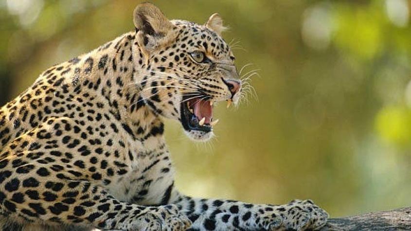 Hombre mata a golpes a un leopardo para defender a su hija y su esposa