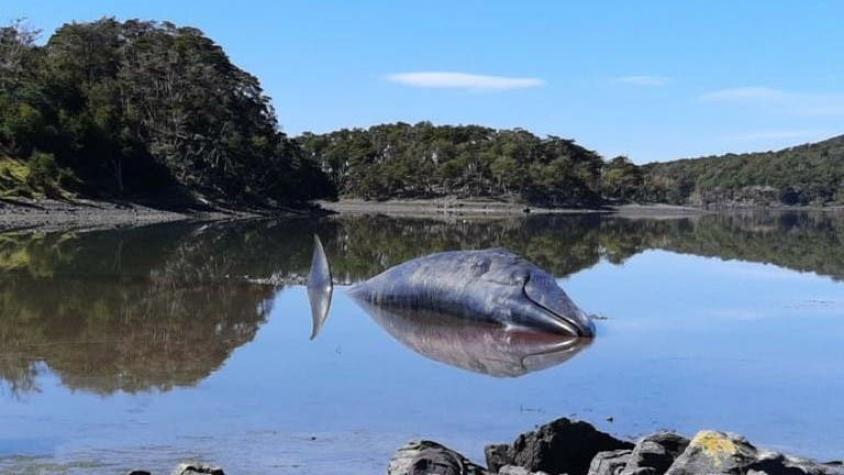 Varan cuatro ballenas en Puerto Williams: Sernapesca anuncia investigación