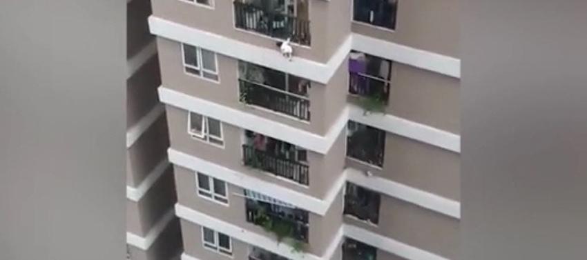 Repartidor salva a niña de 3 años que cayó desde el piso 12 de un departamento en Vietnam