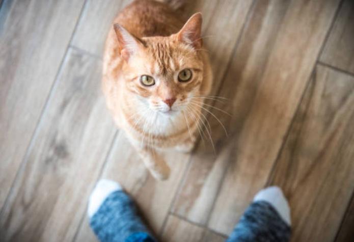 Caso alimentos para gatos: Colegio Médico Veterinario se querella por presunto maltrato animal