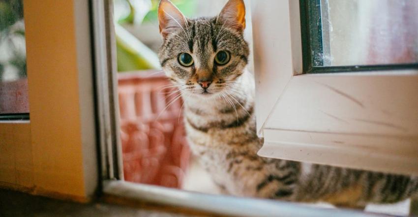 Sernac exigirá compensación para dueños de gatos afectados por lotes de alimentos Master Cat Gatitos