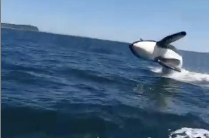[VIDEO] El impresionante registro de orcas que irrumpen cerca de una embarcación en Chiloé