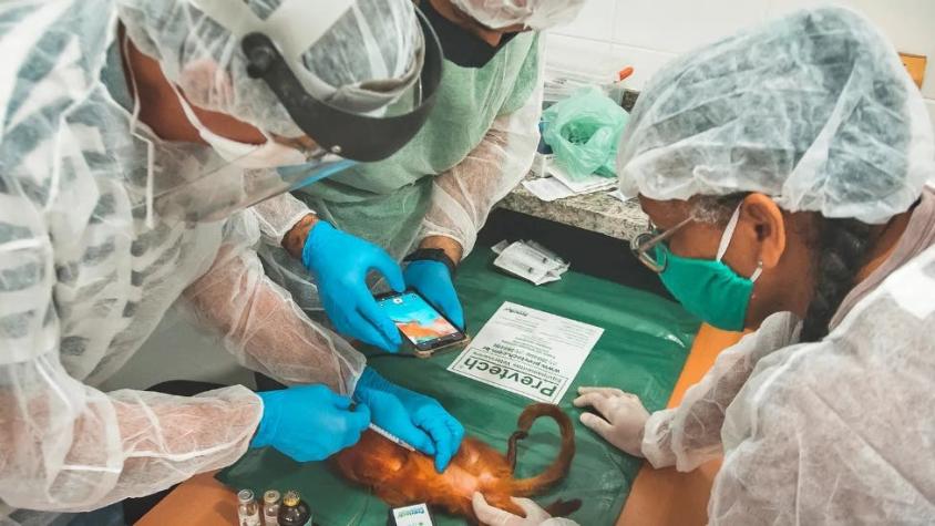 Vacunar a los monos: la sorprendente estrategia para detener una posible pandemia en Sudamérica
