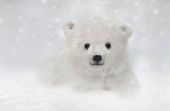 [VIDEO] Una cachorra de oso polar en un zoológico conoce la nieve y conmueve a la red