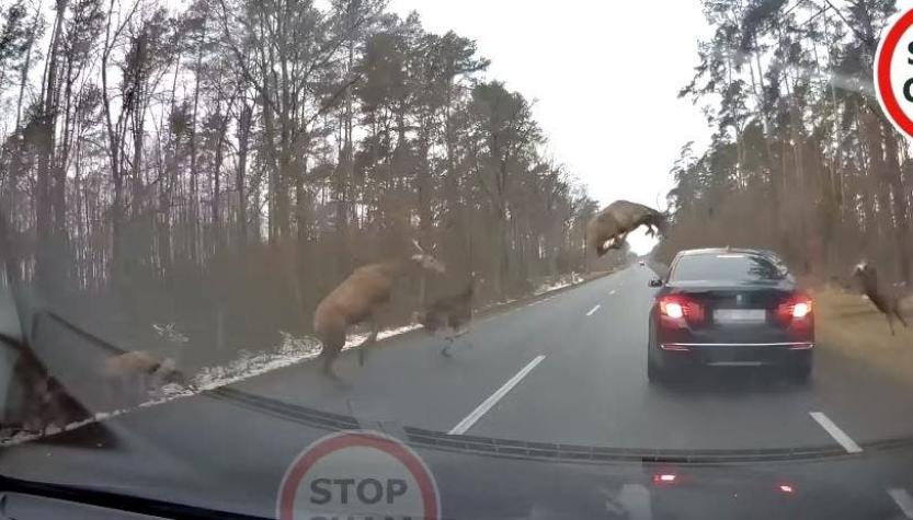 [VIDEO] Una manada de ciervos salta sobre un BMW en plena carretera