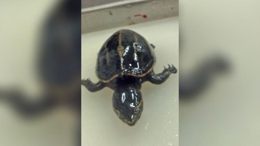 "Algo fuera de lo común": Biólogos encuentran a una tortuga viva en el estómago de un pez