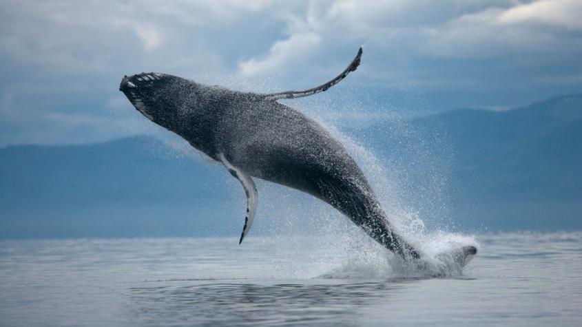 Mujer podría hacerse millonaria tras encontrar 7 kilos de vómito de ballena