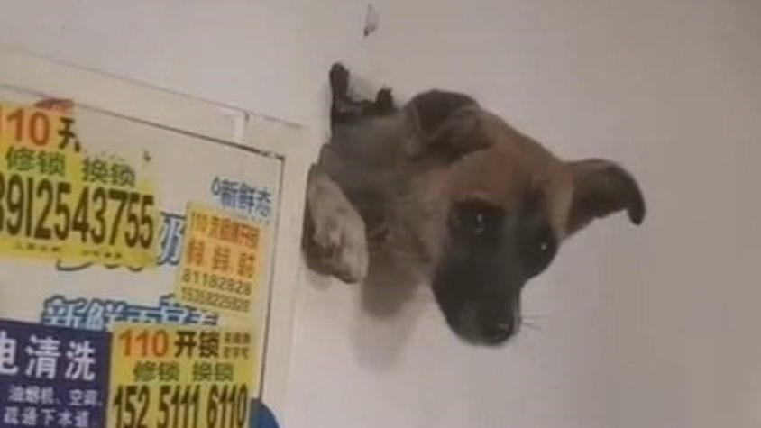 [VIDEO] Perro atravesó una pared (y quedó atrapado) por miedo a los fuegos artificiales